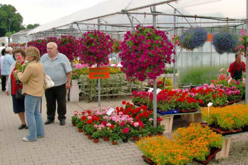 Blumenpracht auf dem Ostelbischen Bauernmarkt
