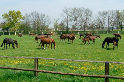 Pferdekoppeln in Graditz