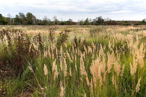 Naturschutzgebiet Prudel